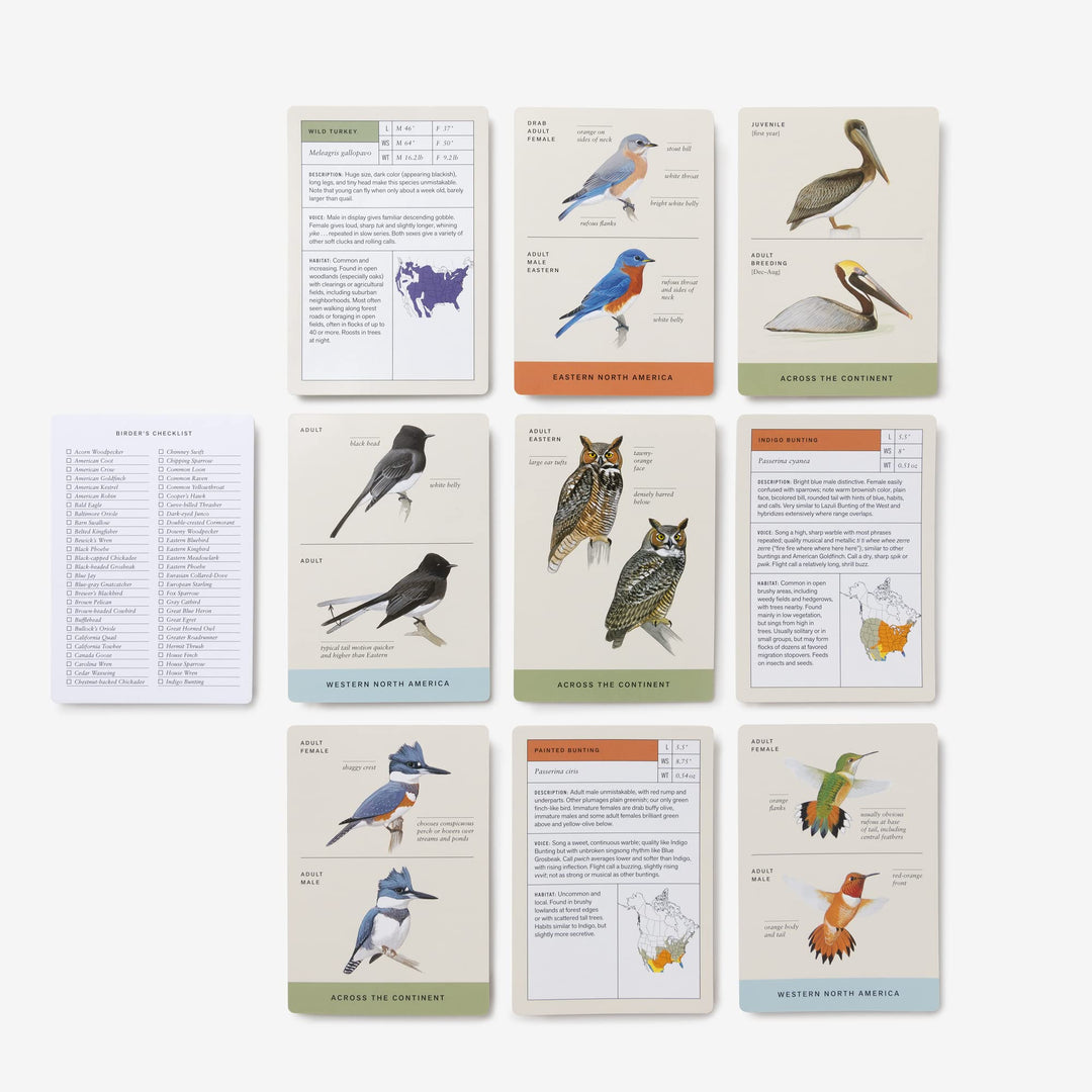 Sibley Backyard Birding Flashcards, Revised and Updated: 100 Common Birds of Eastern and Western North America