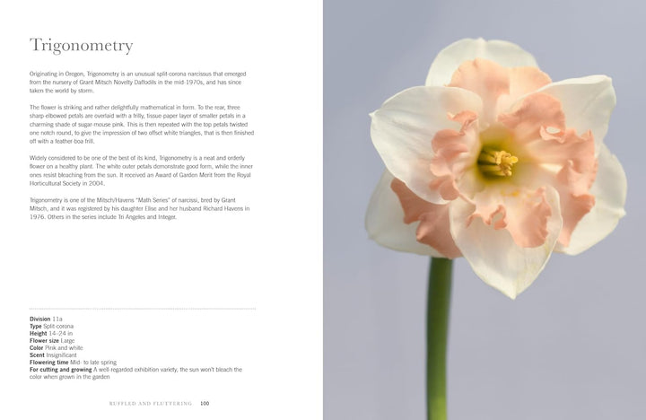 Flower with text on trigonometry on the left side