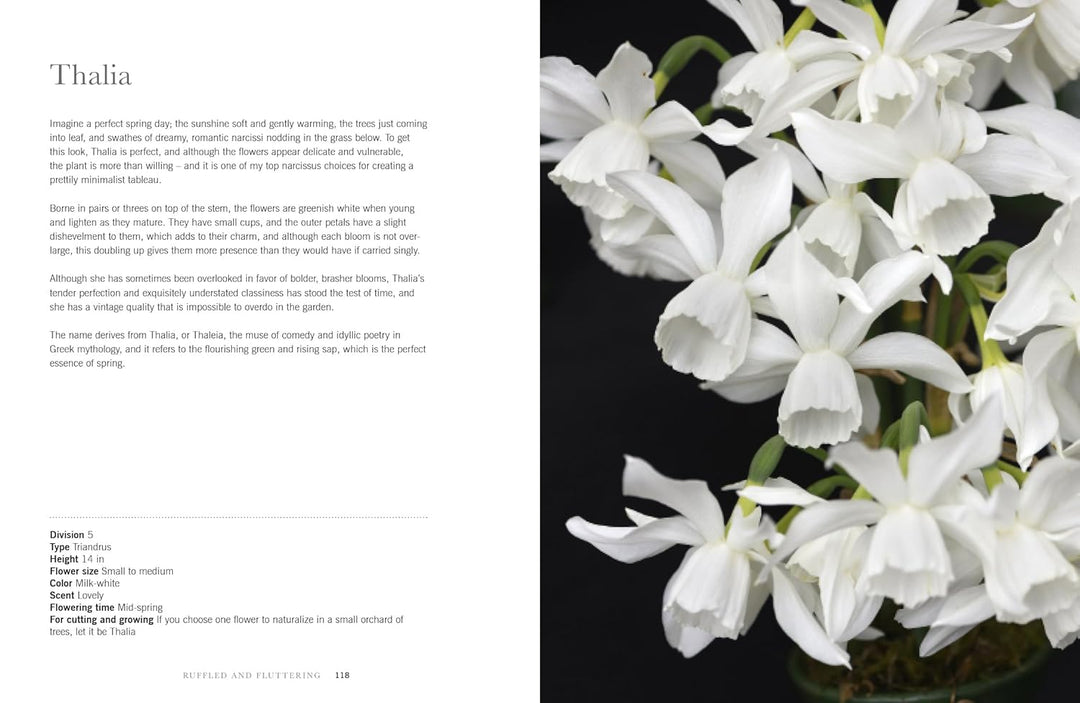 White Thalia orchids with text on a black background