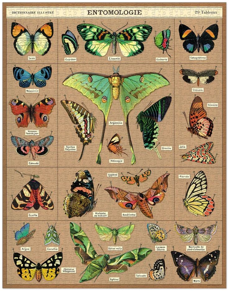 Entomology Vintage 1000pc Puzzle