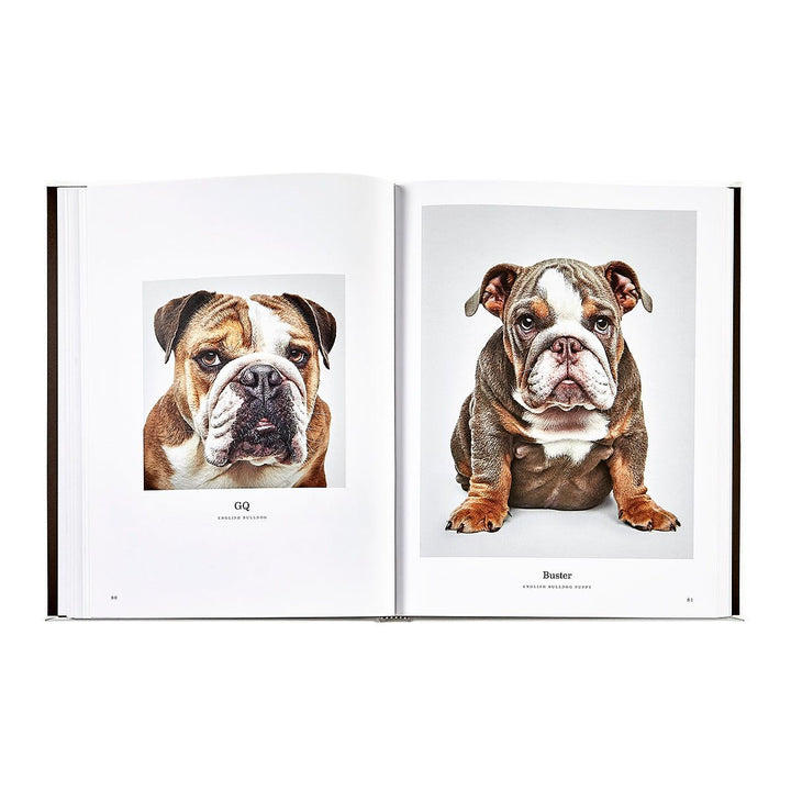 Open book showing two images of a bulldog on white pages