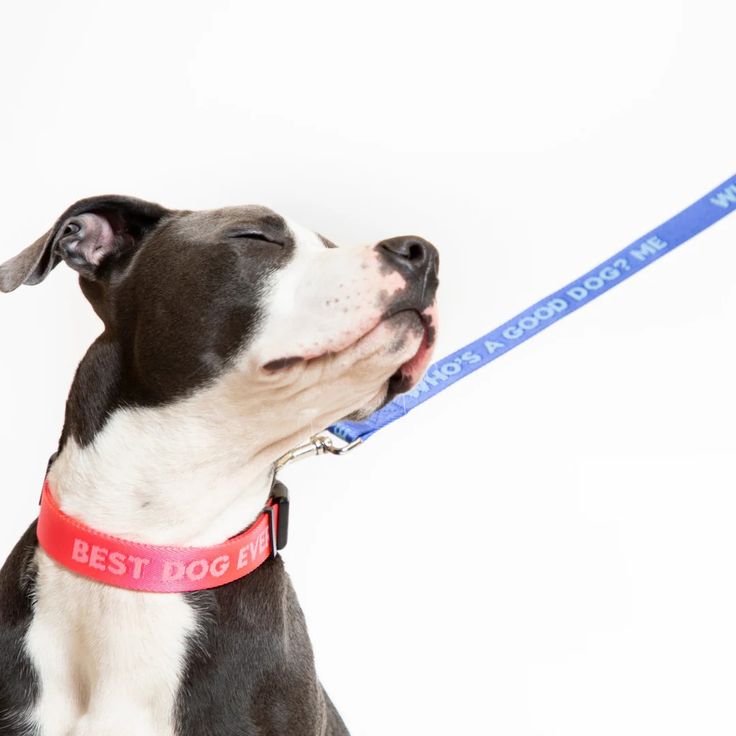 Good Dog Dog Leash - Hank & Sylvie's 