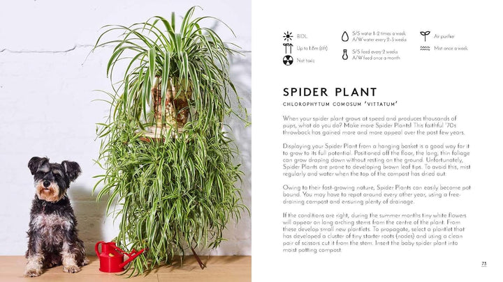 Hank & Sylvie's - Little Book of Big Plants by Emma Sibley
