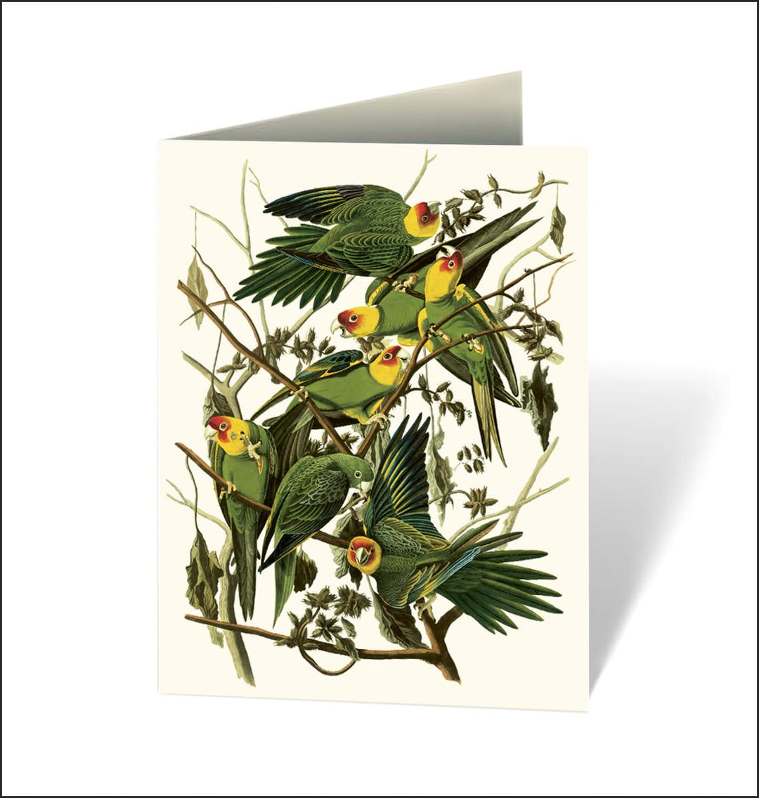 Greeting card with illustration of parrots on a branch