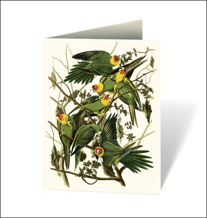 Greeting card with illustration of parrots on a branch