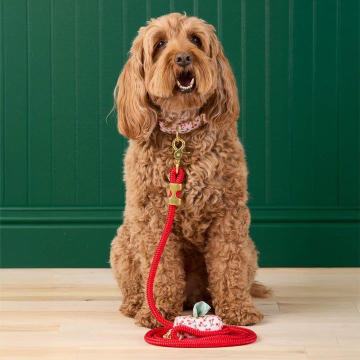 Brown dog sitting on a wooden floor with a red leash and toy against a green wall.