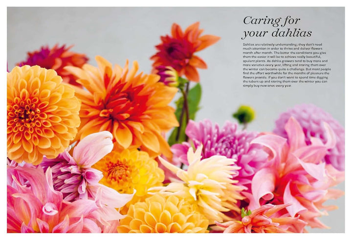 Colorful dahlias with text on caring for them on a gray background