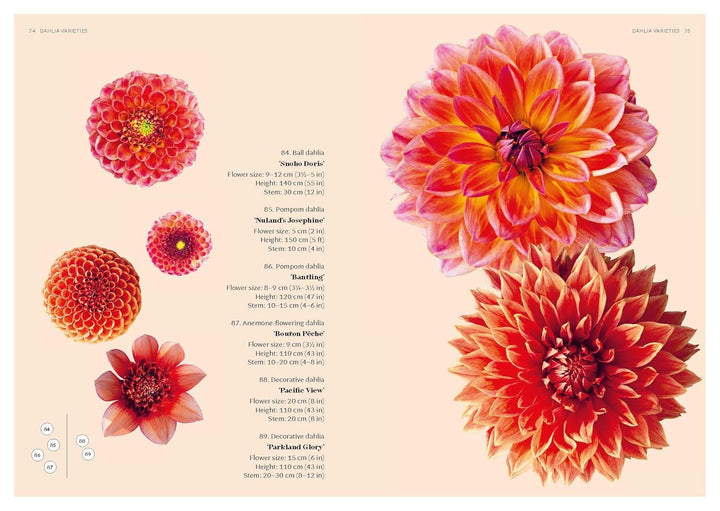Colorful floral illustrations on a beige background with text.
