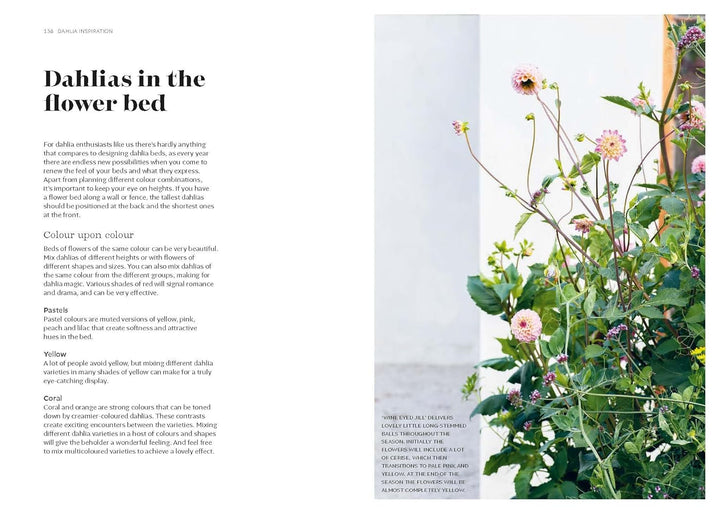Garden scene with dahlias and text on a magazine page layout.