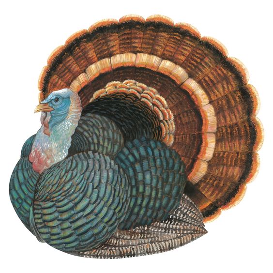 Die-Cut Heritage Turkey