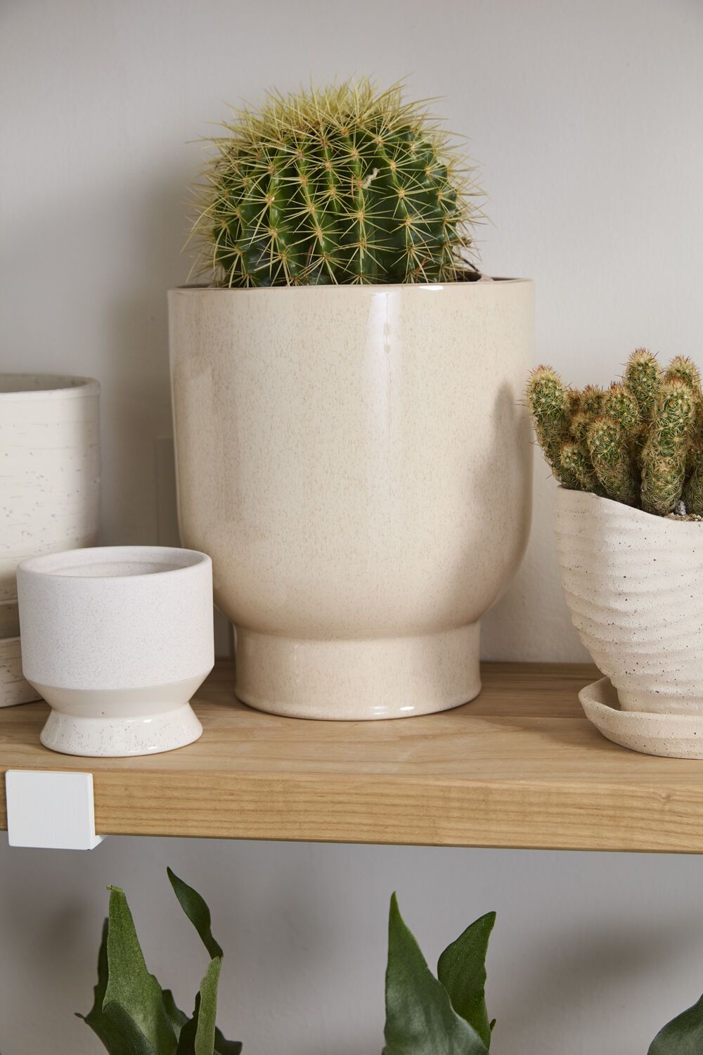 Potted cactus on a wooden shelf with a neutral background