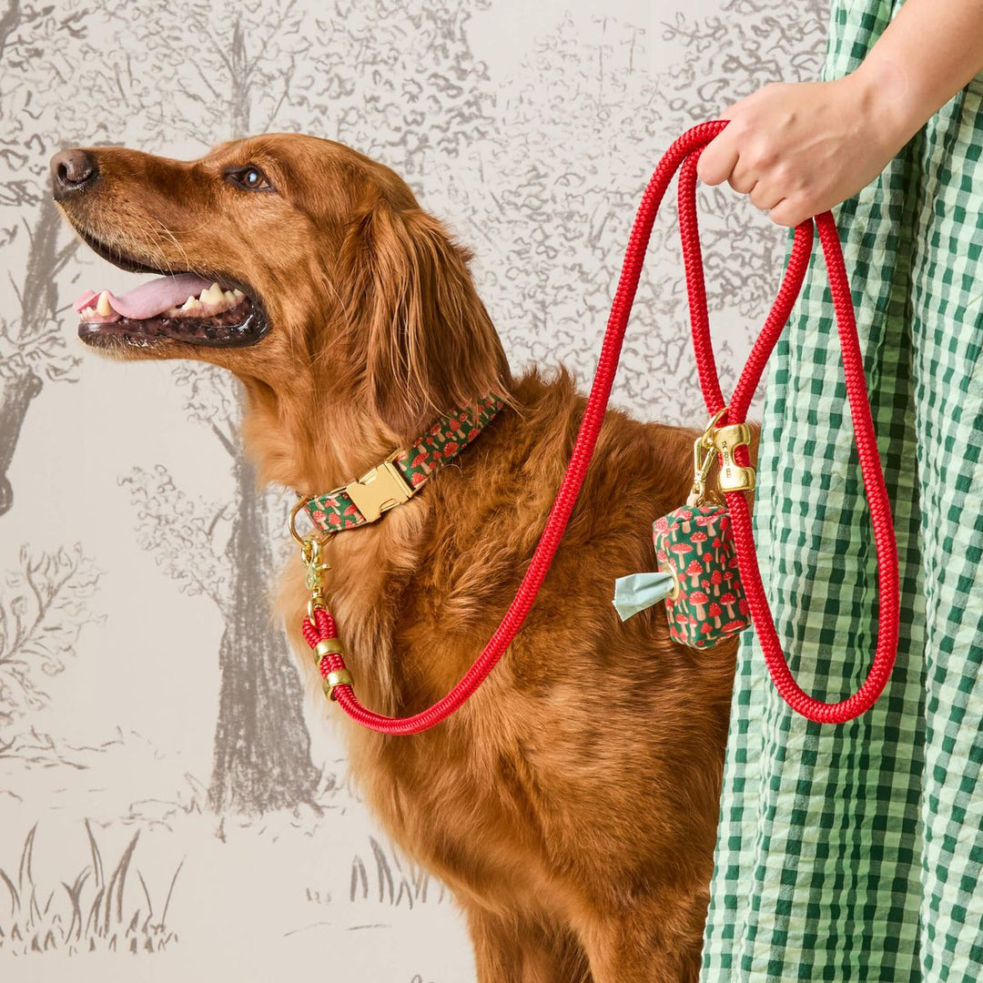 Brown dog wearing a red leash with a person holding it, against a decorative background.