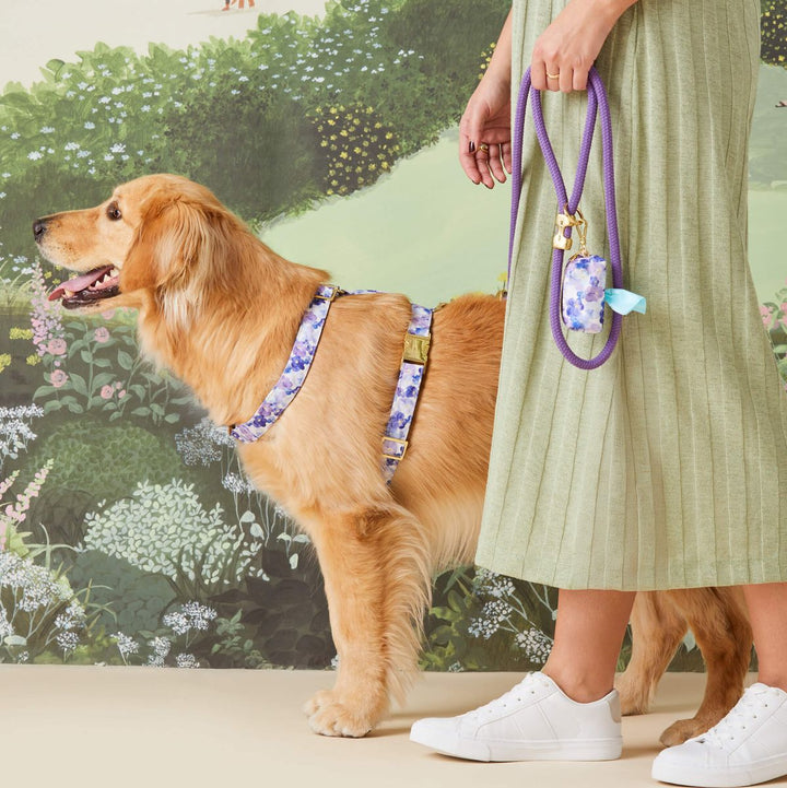 Dog wearing a floral harness with a person holding a purple leash against a garden background