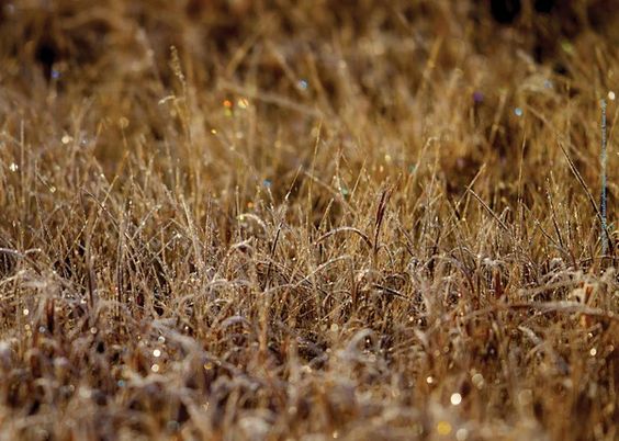 Wheatgrass First Frost Gift Wrap - 6 Sheets