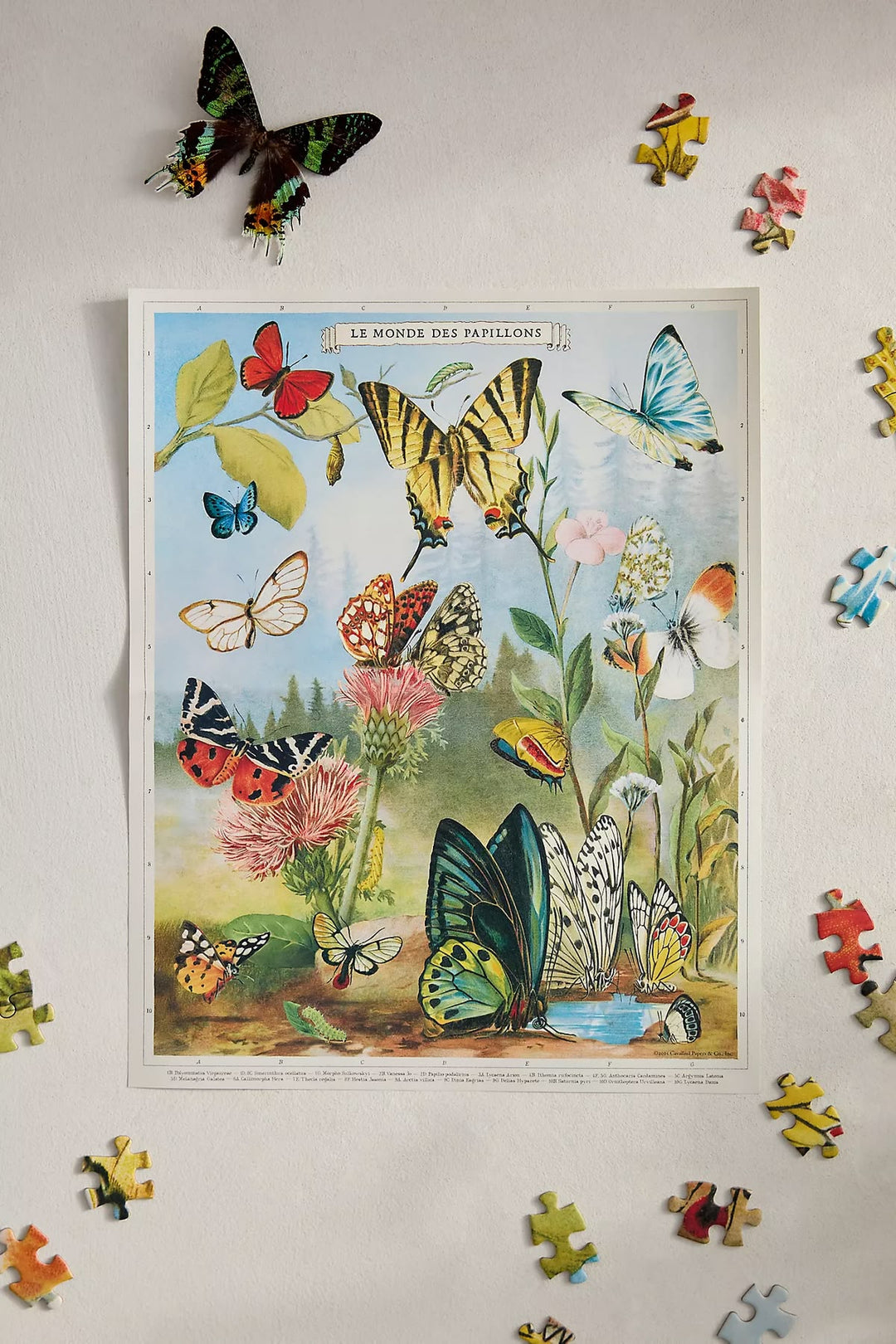 A vintage-style illustrated poster showing many colorful butterflies and flowers, displayed on a light wall with scattered jigsaw puzzle pieces around it and one mounted butterfly above the poster.