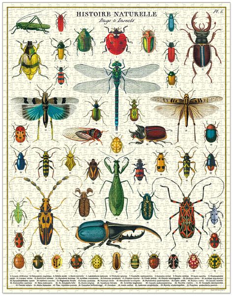 Bug & Insects Vintage 1000 Piece Puzzle