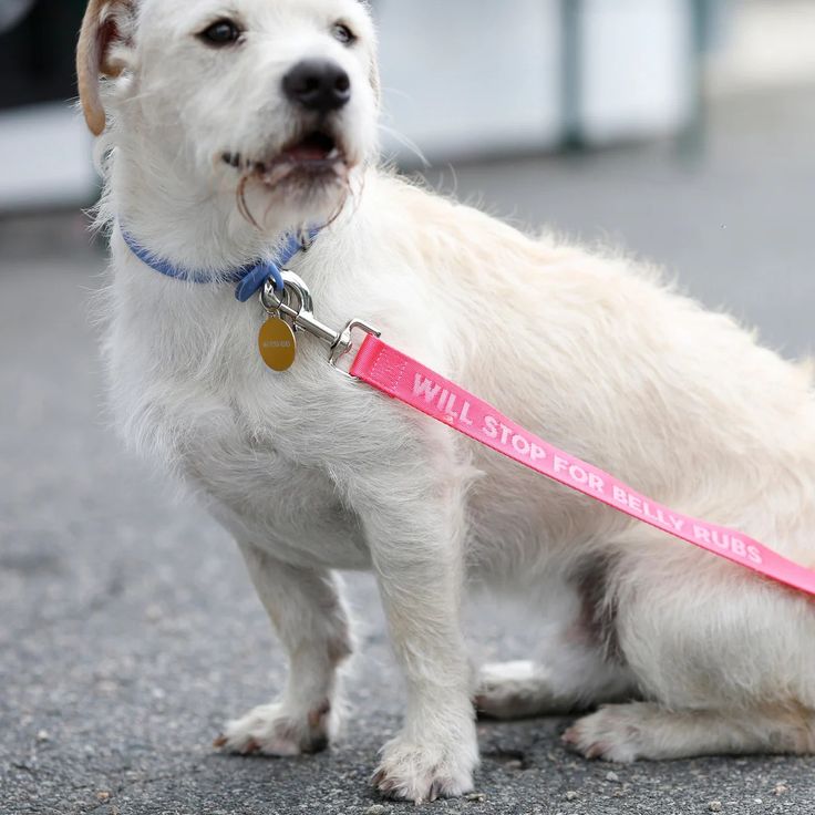 Belly Rubs Dog Leash - Hank & Sylvie's 