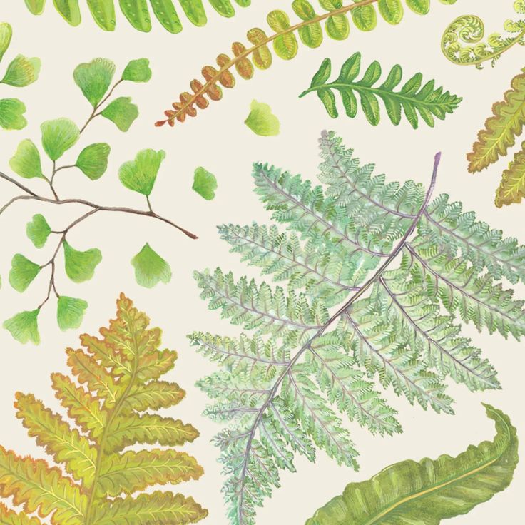 Hester & Cook Fern Cocktail Napkin