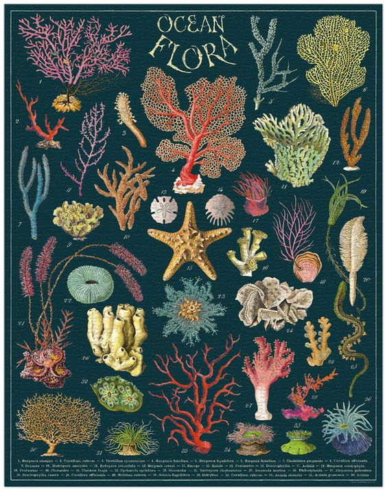 Ocean Flora Vintage 1000 Piece Puzzle