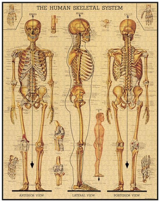 Skelton 1000 Piece Puzzle