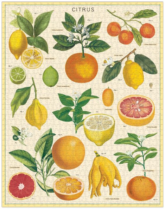 Citrus Vintage 1000 Piece Puzzle - Cavallini & Co.